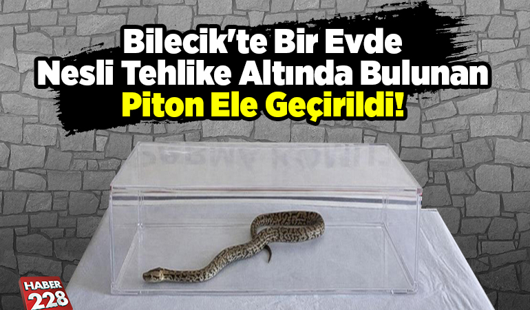 Bilecik’te bir evde nesli tehlike altında bulunan piton ele geçirildi
