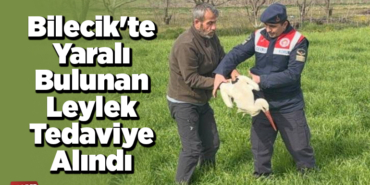 Bilecik'te yaralı bulunan leylek tedaviye alındı