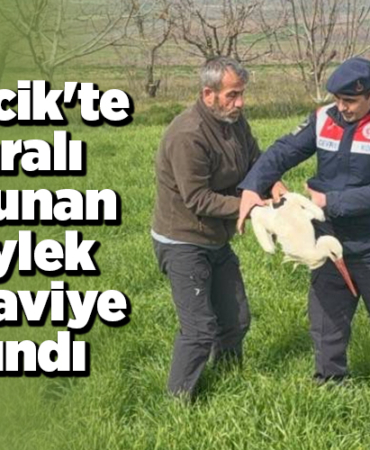 Bilecik'te yaralı bulunan leylek tedaviye alındı