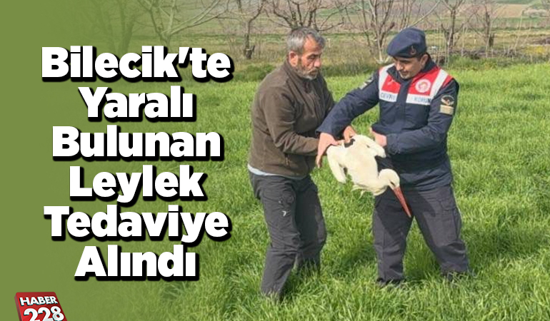 Bilecik’te yaralı bulunan leylek tedaviye alındı