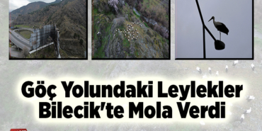 Göç yolundaki leylekler Bilecik'te mola verdi