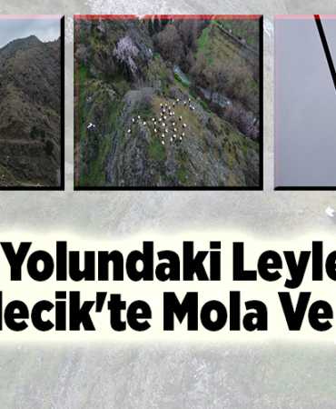 Göç yolundaki leylekler Bilecik'te mola verdi