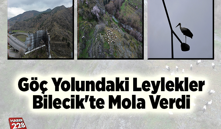 Göç yolundaki leylekler Bilecik’te mola verdi