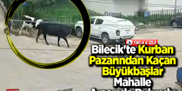 Bilecik'te kurban pazarından kaçan büyükbaşlar mahalle arasında bulundu
