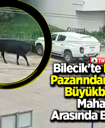 Bilecik'te kurban pazarından kaçan büyükbaşlar mahalle arasında bulundu