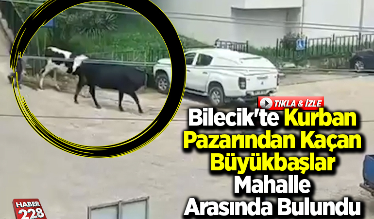 Bilecik’te kurban pazarından kaçan büyükbaşlar mahalle arasında bulundu