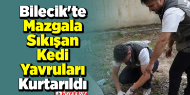 Bilecik'te mazgala sıkışan kedi yavruları kurtarıldı