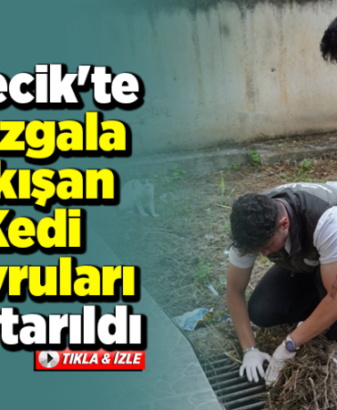 Bilecik'te mazgala sıkışan kedi yavruları kurtarıldı