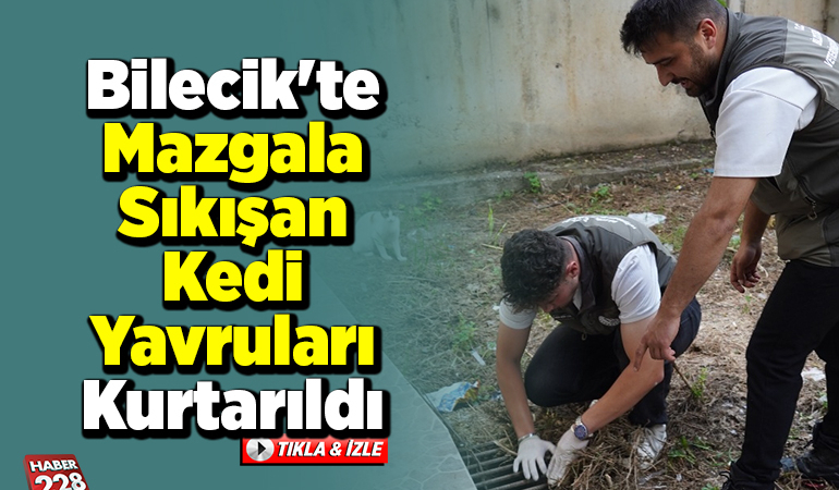 Bilecik’te mazgala sıkışan kedi yavruları kurtarıldı