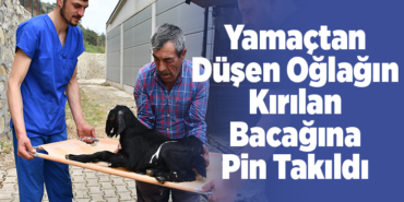 Yamaçtan düşen oğlağın kırılan bacağına pin takıldı