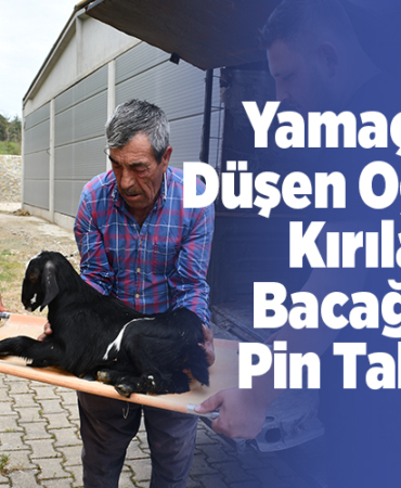 Yamaçtan düşen oğlağın kırılan bacağına pin takıldı