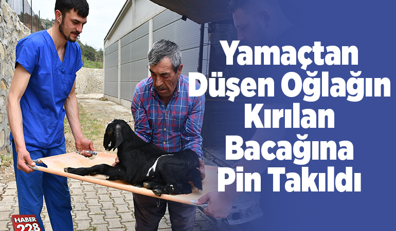 Yamaçtan düşen oğlağın kırılan bacağına pin takıldı