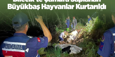 Bilecik'te çamura saplanan büyükbaş hayvanlar kurtarıldı