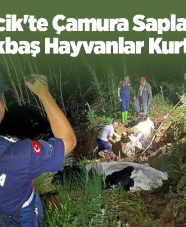 Bilecik'te çamura saplanan büyükbaş hayvanlar kurtarıldı