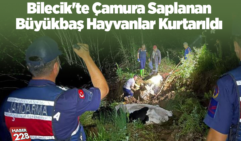 Bilecik’te çamura saplanan büyükbaş hayvanlar kurtarıldı