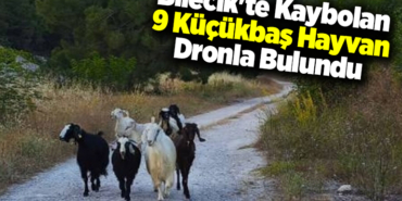 Bilecik'te kaybolan 9 küçükbaş hayvan dronla bulundu