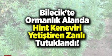 Bilecik'te ormanlık alanda Hint keneviri yetiştiren zanlı tutuklandı