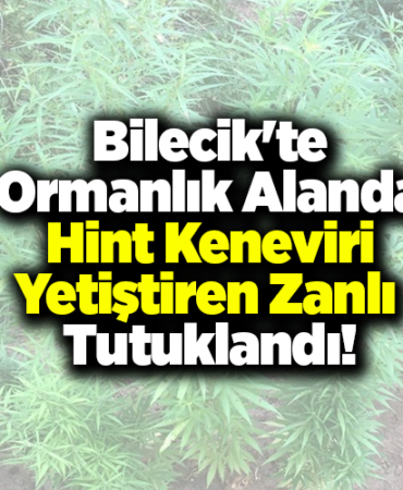 Bilecik'te ormanlık alanda Hint keneviri yetiştiren zanlı tutuklandı