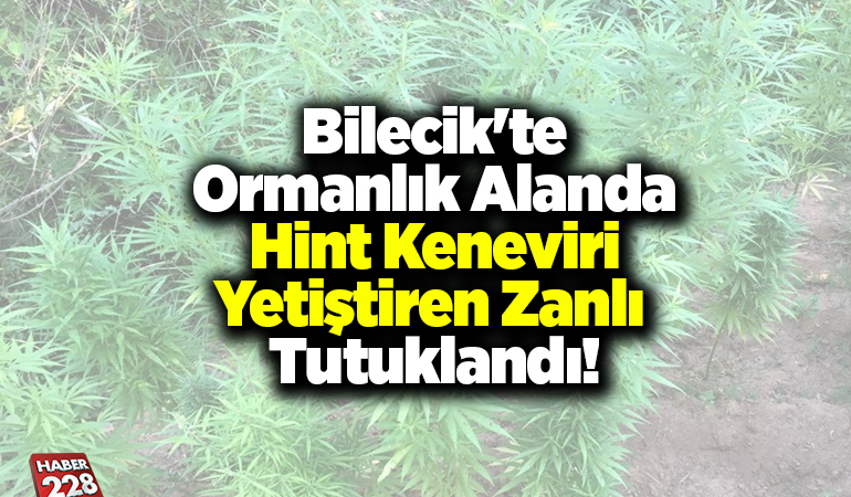 Bilecik’te ormanlık alanda Hint keneviri yetiştiren zanlı tutuklandı