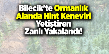Bilecik'te ormanlık alanda Hint keneviri yetiştiren zanlı yakalandı