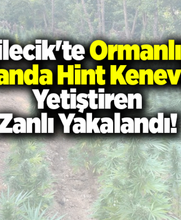 Bilecik'te ormanlık alanda Hint keneviri yetiştiren zanlı yakalandı