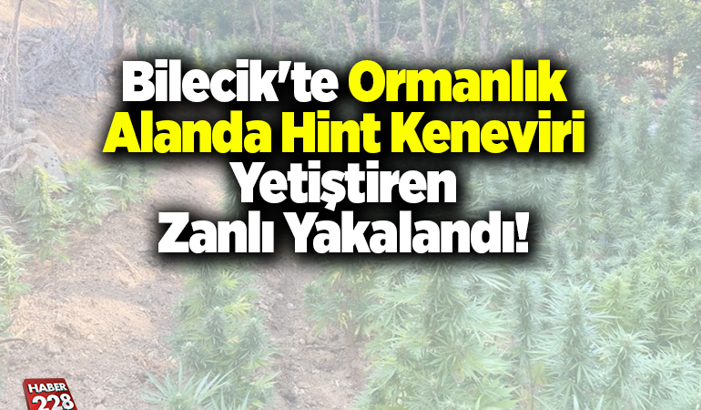 Bilecik’te ormanlık alanda Hint keneviri yetiştiren zanlı yakalandı