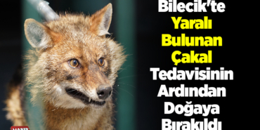 Bilecik'te yaralı bulunan çakal tedavisinin ardından doğaya bırakıldı