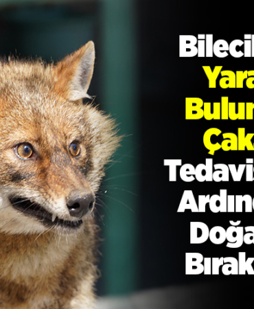 Bilecik'te yaralı bulunan çakal tedavisinin ardından doğaya bırakıldı