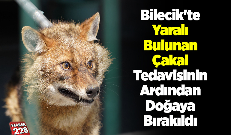 Bilecik’te yaralı bulunan çakal tedavisinin ardından doğaya bırakıldı
