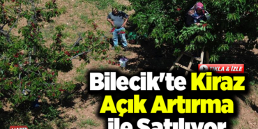 Bilecik'te yetiştirilen kiraz açık artırma ile satılıyor