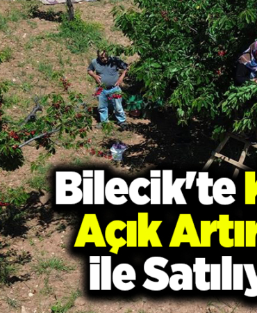 Bilecik'te yetiştirilen kiraz açık artırma ile satılıyor