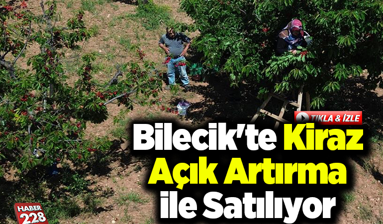 Bilecik’te yetiştirilen kiraz açık artırma ile satılıyor