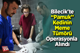Bilecik'te Pamuk kedinin meme tümörü operasyonla alındı