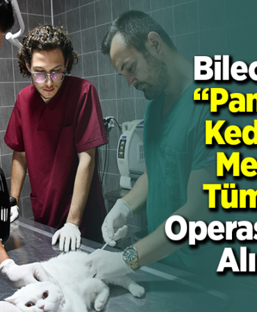 Bilecik'te Pamuk kedinin meme tümörü operasyonla alındı
