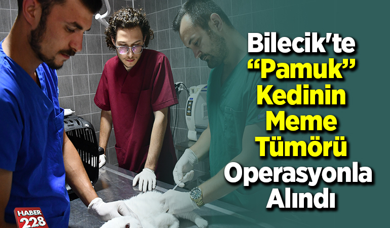 Bilecik’te “Pamuk” kedinin meme tümörü operasyonla alındı