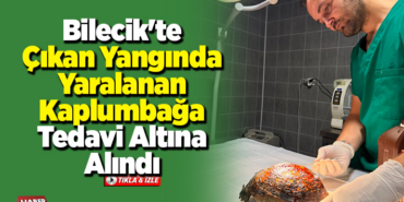 Bilecik'te çıkan yangında yaralanan kaplumbağa tedavi altına alındı