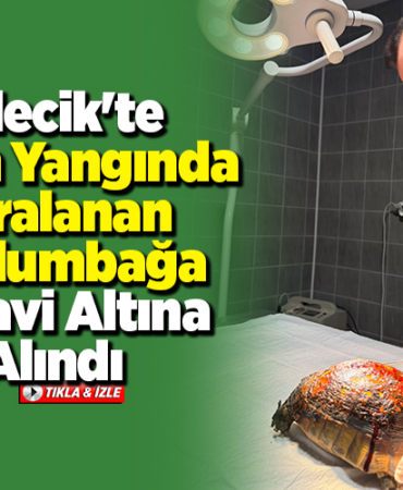 Bilecik'te çıkan yangında yaralanan kaplumbağa tedavi altına alındı