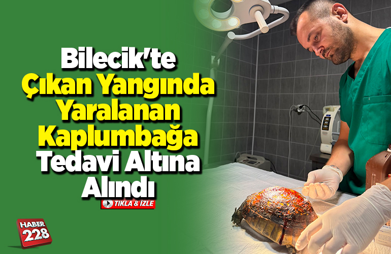 Bilecik'te çıkan yangında yaralanan kaplumbağa tedavi altına alındı