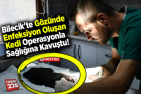 Bilecik'te gözünde enfeksiyon oluşan kedi operasyonla sağlığına kavuştu
