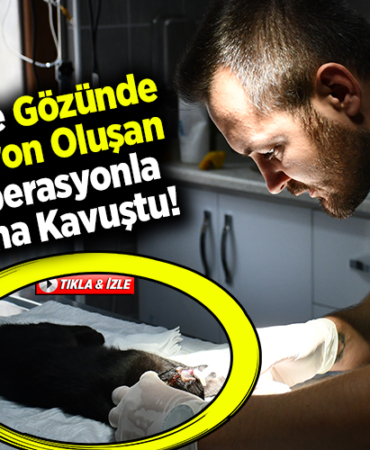Bilecik'te gözünde enfeksiyon oluşan kedi operasyonla sağlığına kavuştu