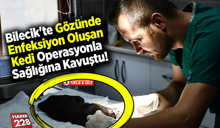 Bilecik’te gözünde enfeksiyon oluşan kedi operasyonla sağlığına kavuştu