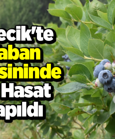 Bilecik'te yaban mersininde ilk hasat yapıldı