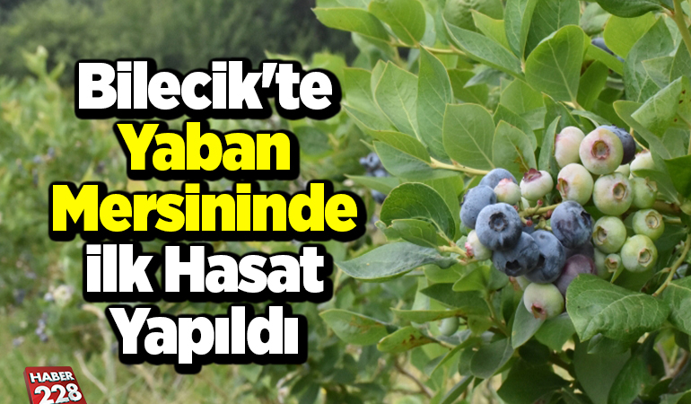 Bilecik’te yaban mersininde ilk hasat yapıldı