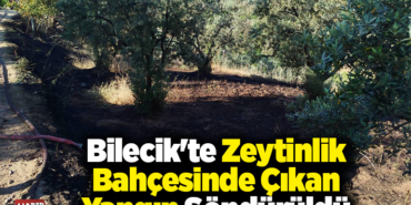 Bilecik'te zeytinlik bahçesinde çıkan yangın söndürüldü