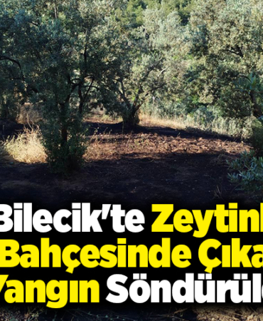 Bilecik'te zeytinlik bahçesinde çıkan yangın söndürüldü