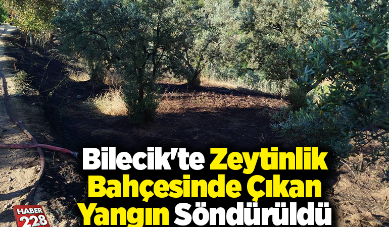 Bilecik’te zeytinlik bahçesinde çıkan yangın söndürüldü