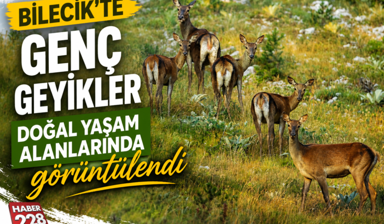 Bilecik’te genç geyikler doğal yaşam alanlarında görüntülendi