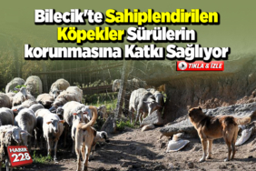 Bilecik'te sahiplendirilen köpekler sürülerin korunmasına katkı sağlıyor