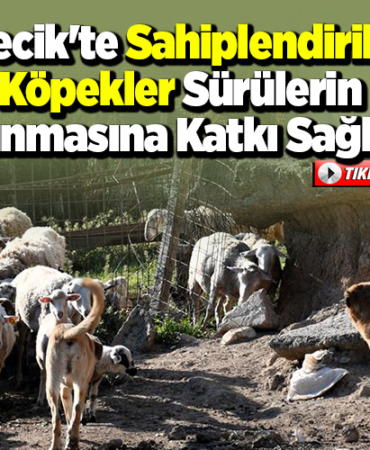 Bilecik'te sahiplendirilen köpekler sürülerin korunmasına katkı sağlıyor