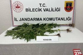 bilecik-haber_bilecik-te-3-kok-hint-keneviri-ele-gecirildi-8310.jpg